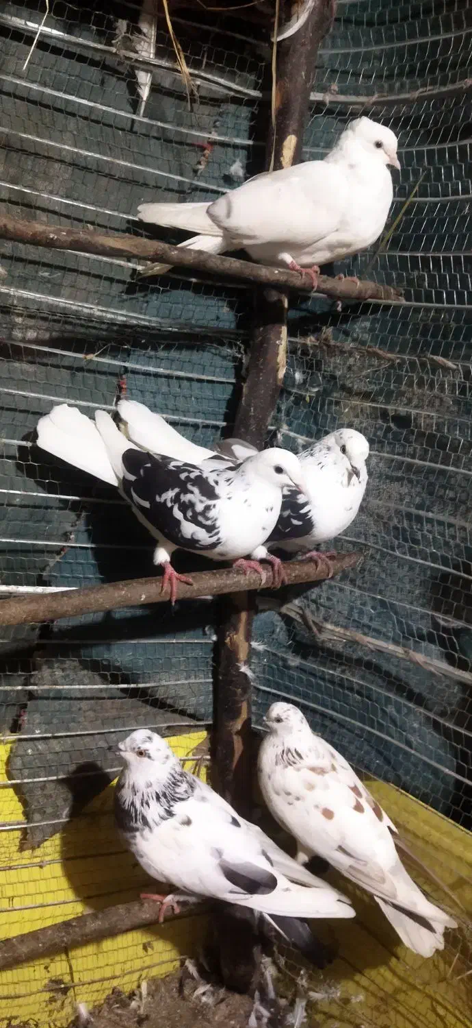 کبوتر|پرنده|اطاقور, |دیوار