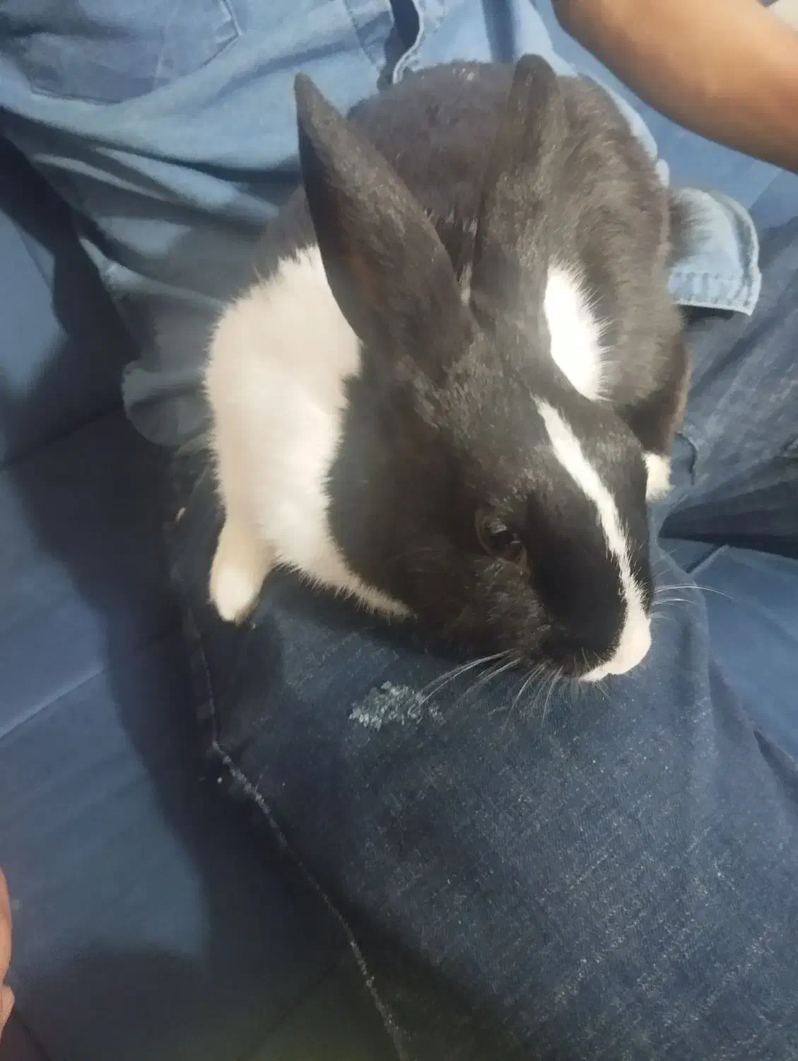 خرگوش|موش و خرگوش|ارومیه, |دیوار