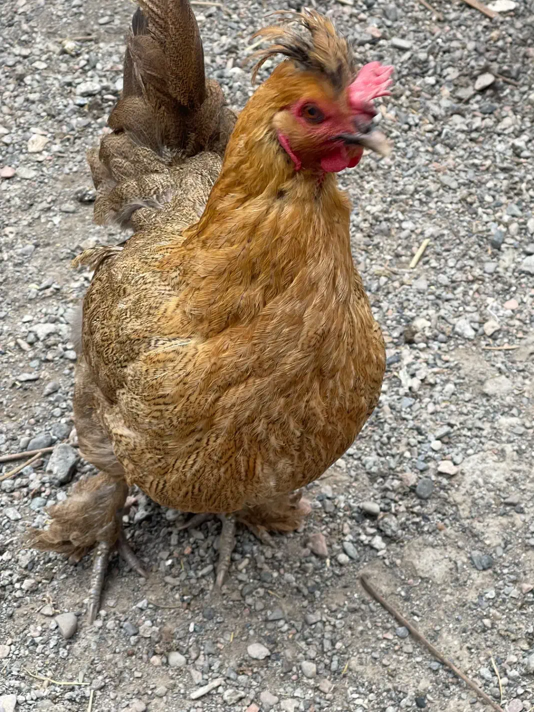 مرغ و خروس|حیوانات مزرعه|مشهد, عامل|دیوار