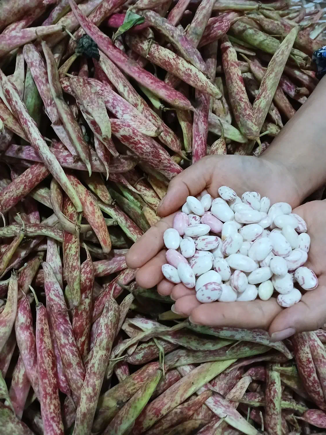 لوبیا تازه چین ودرشت|خوردنی و آشامیدنی|کلاچای, |دیوار