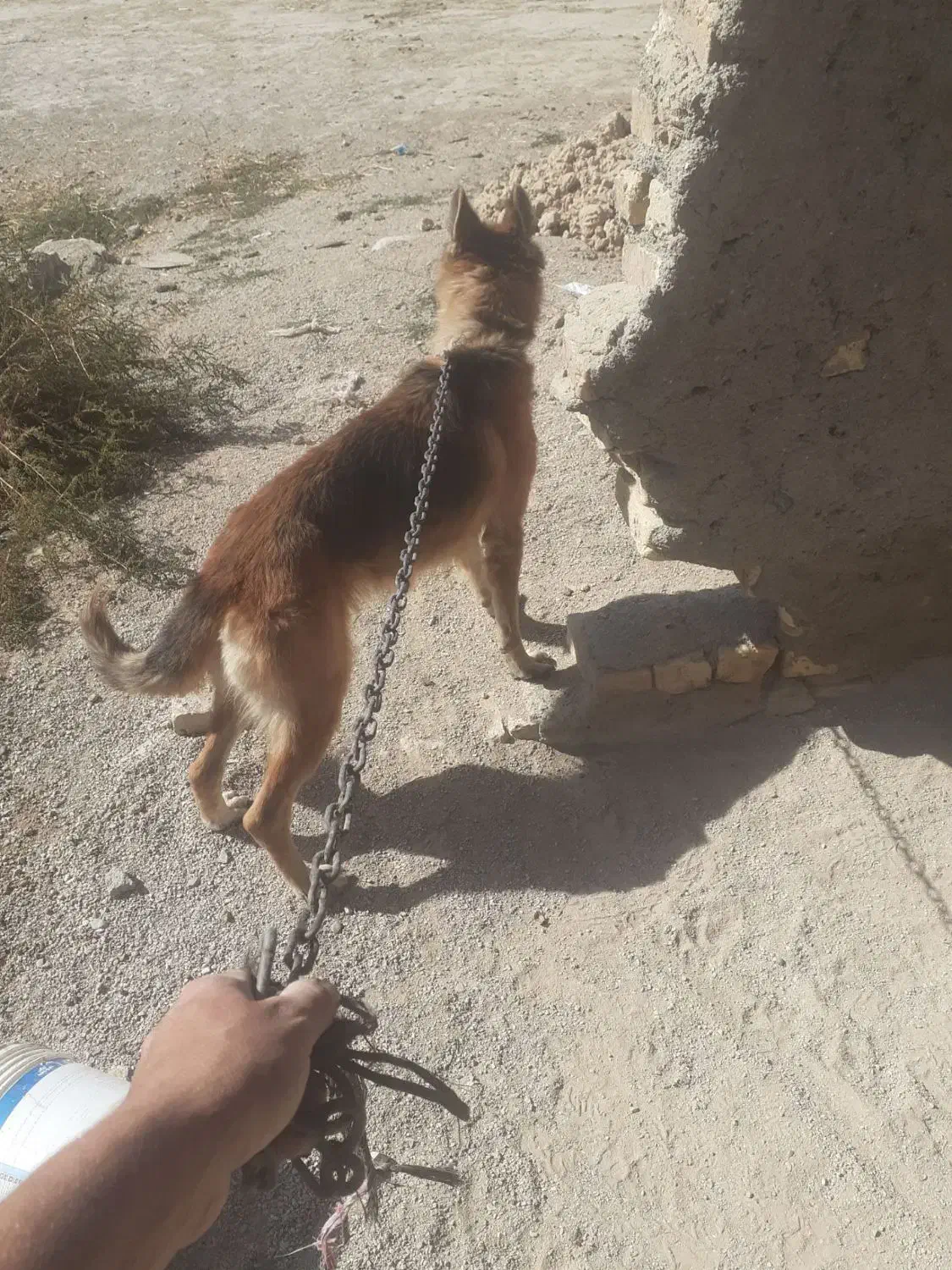 سگ ژرمن|سگ|شیروان (خراسان), |دیوار