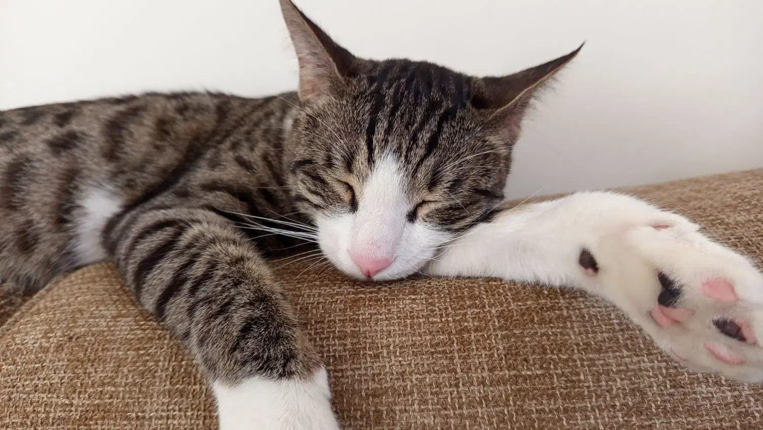 گمشده - گربه نر یکساله|حیوانات|تهران, سلسبیل شمالی|دیوار