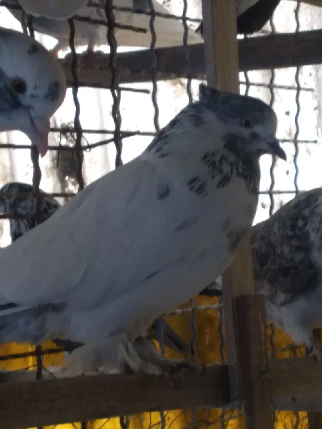 کبوتر|پرنده|تهران, سبلان (لشگر)|دیوار