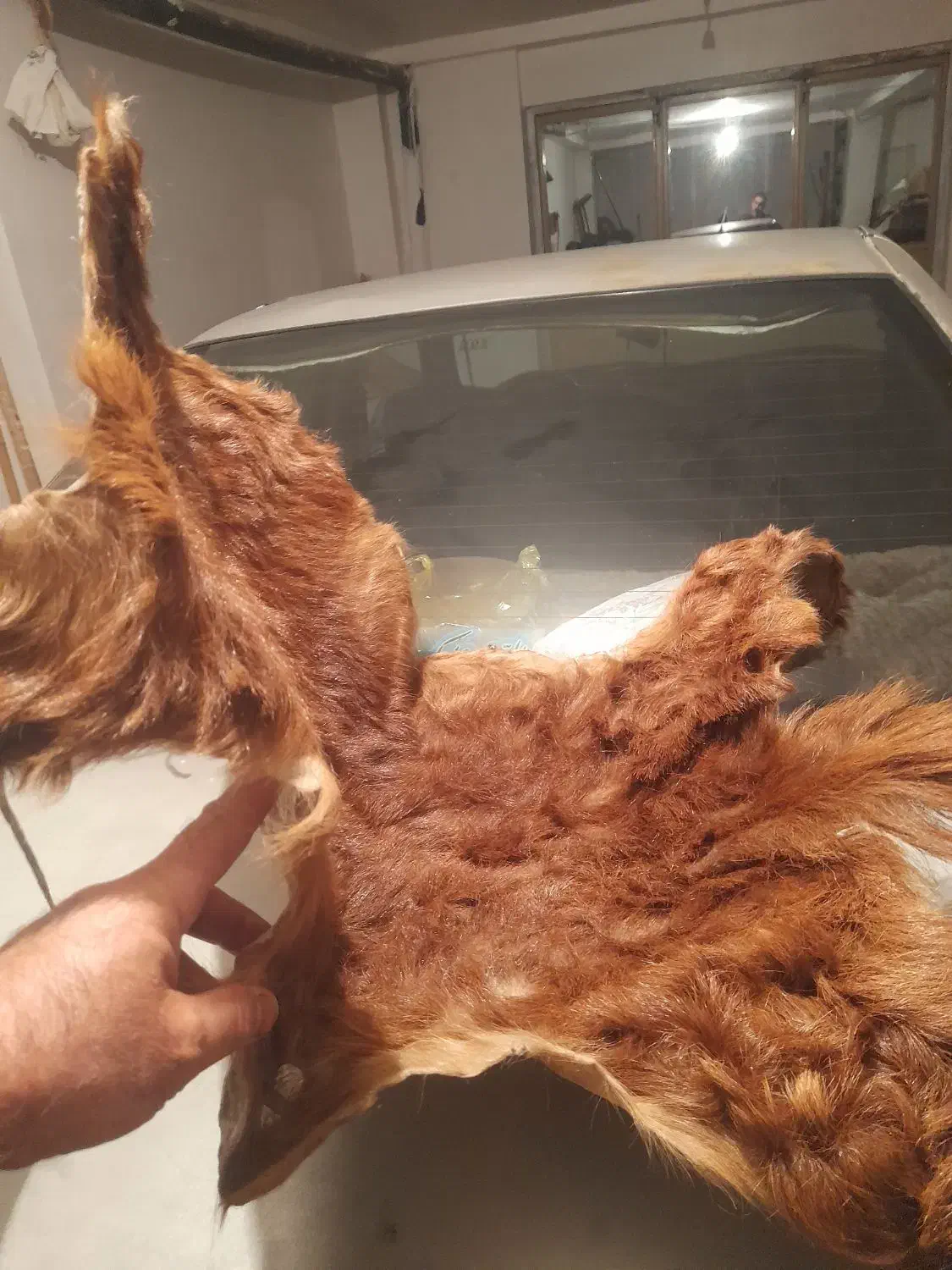 فروش پوست بز|فرش|ارومیه, |دیوار