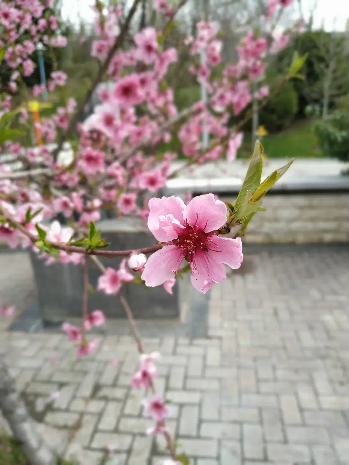 خانه ویلایی یک طبقه - شمالی - سیزده آبان|فروش خانه و ویلا|ری, سیزده آبان|دیوار