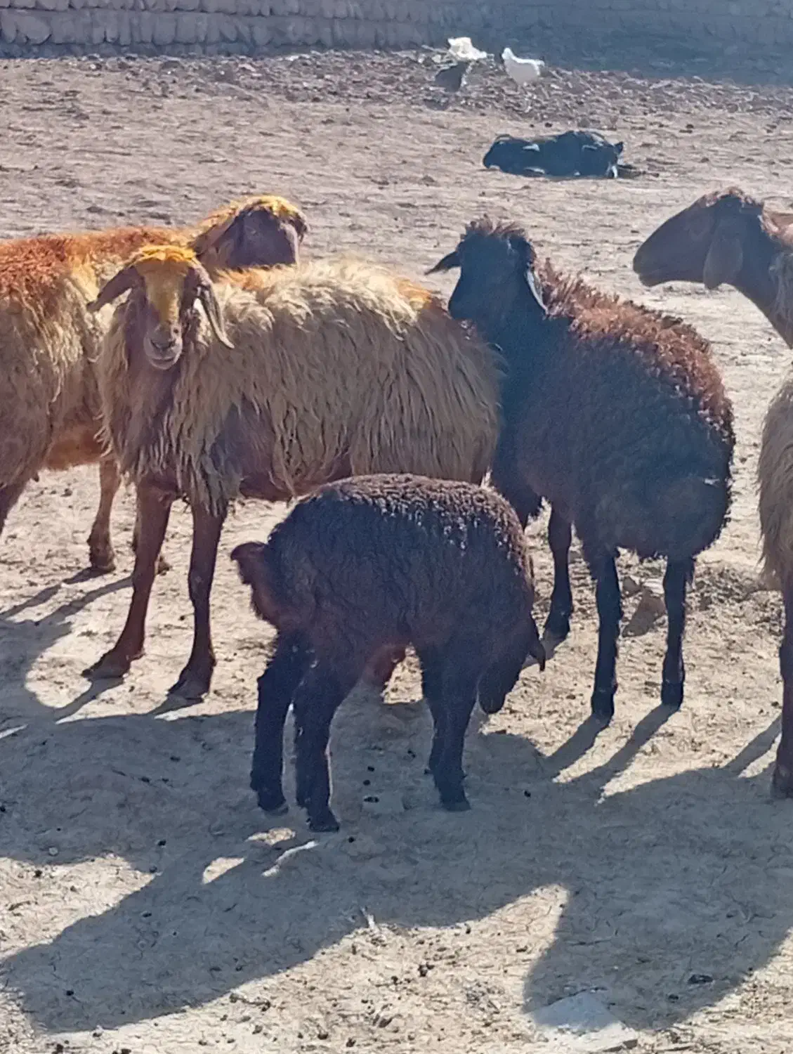 میش و بره|حیوانات مزرعه|کوهدشت, |دیوار