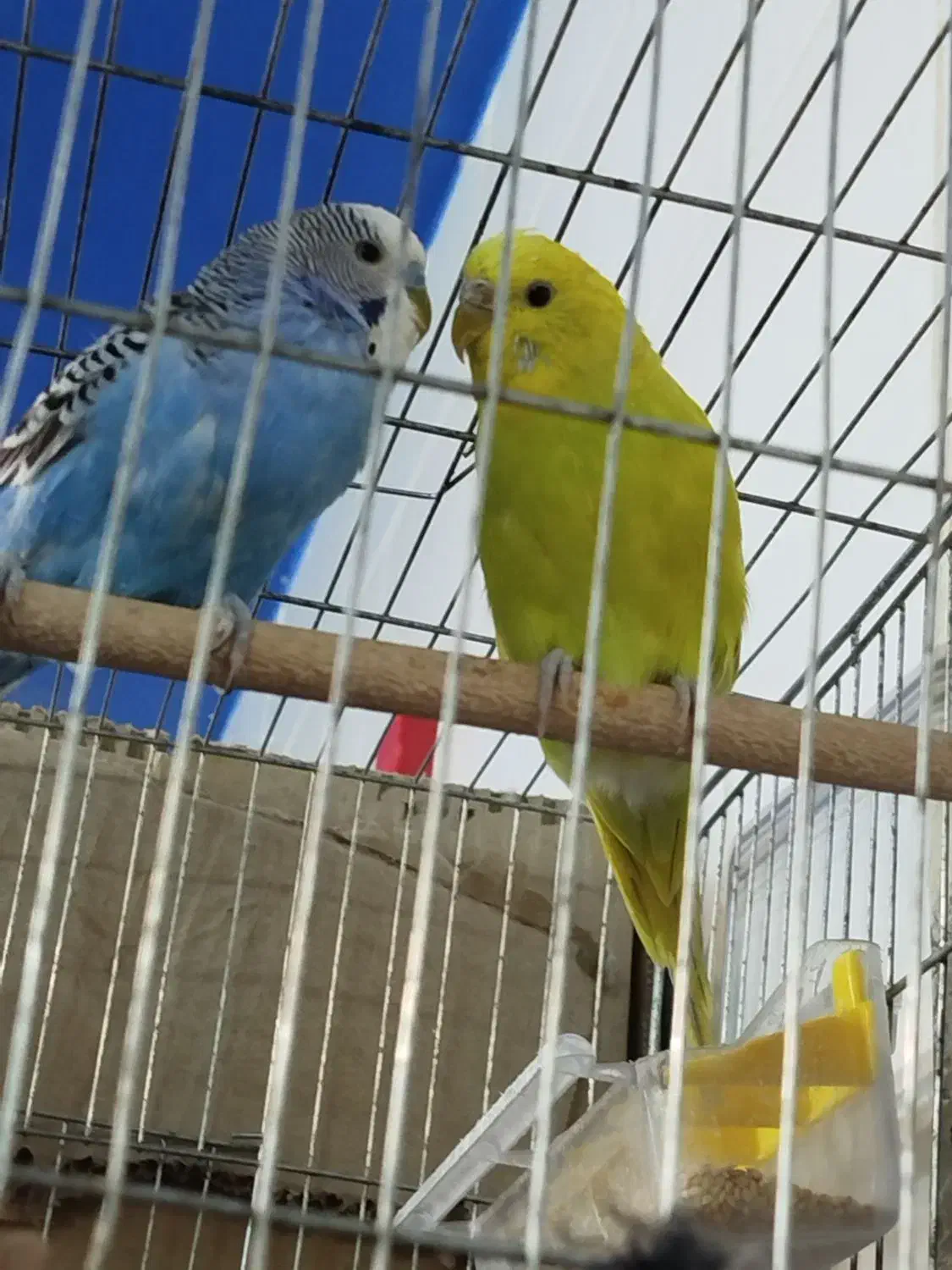 مرغ عشق|پرنده|فولادشهر, B4|دیوار