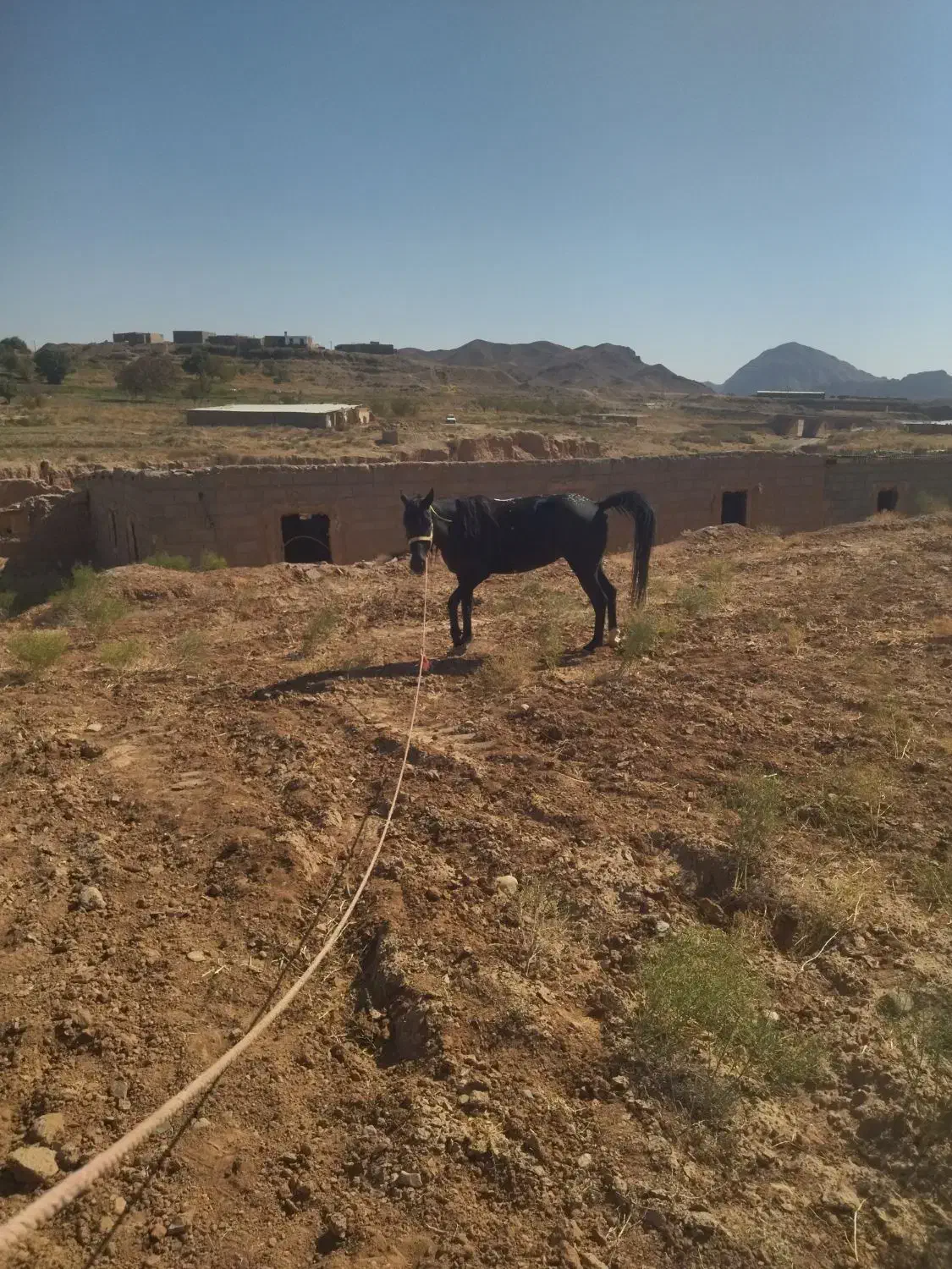 اسب مادیان 3به4فروش|اسب و تجهیزات اسب‌سواری|تربت جام, جلگه موسی آباد|دیوار