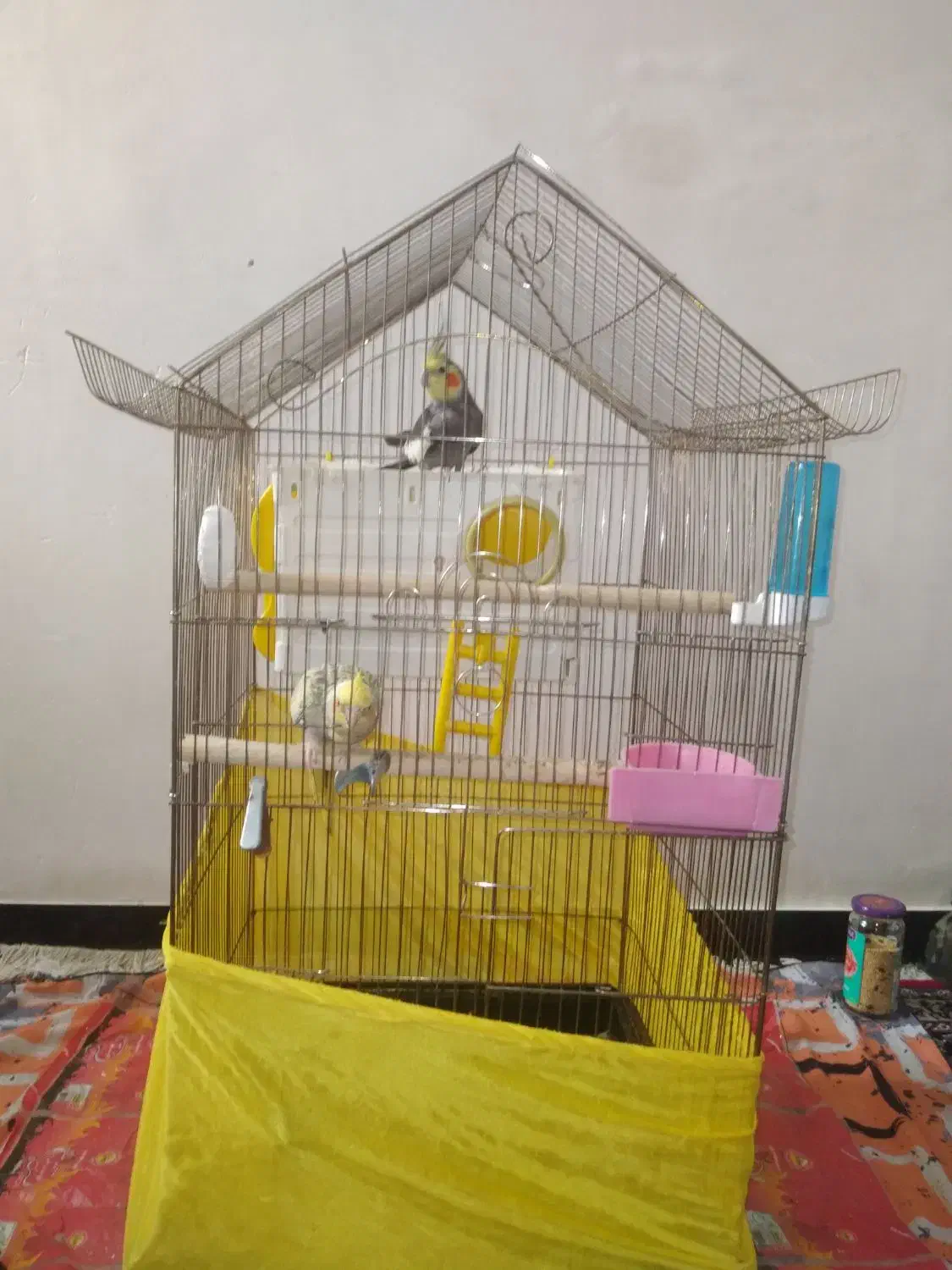 عروس هلندی|پرنده|بانه, |دیوار