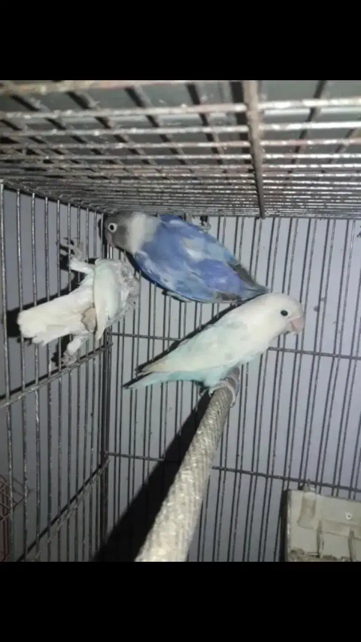 کوتوله طوطی برزیلی مولد روی تخم پاربلو پاید اوپال|پرنده|قائم‌شهر, |دیوار