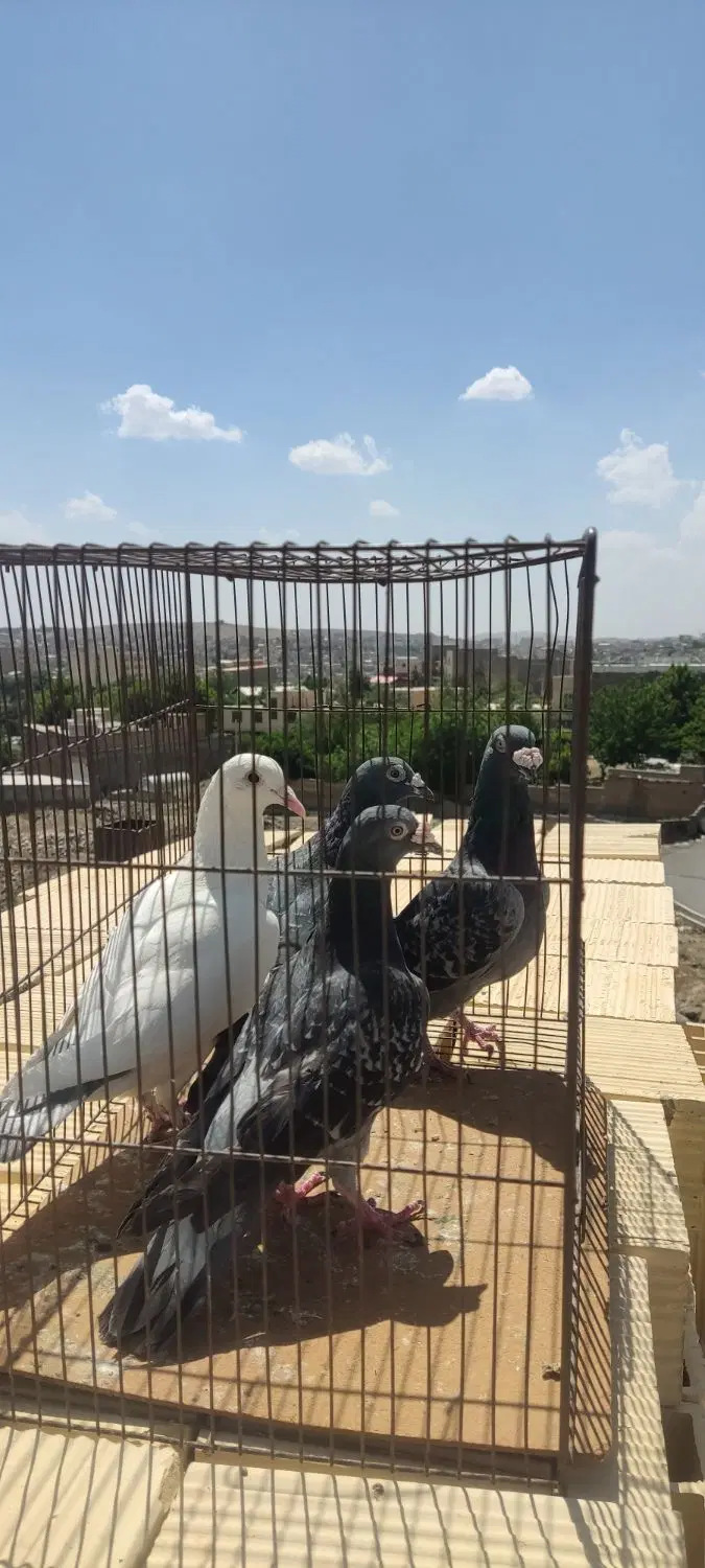 کبوتر|پرنده|بومهن, |دیوار