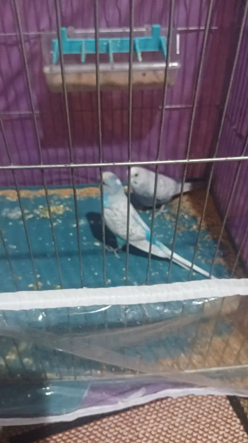 مرغ عشق|پرنده|مرودشت, کوشک|دیوار