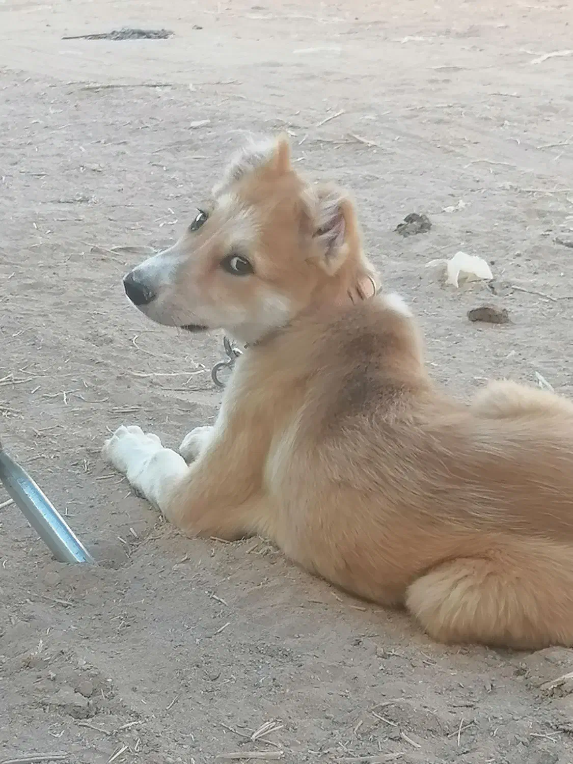 توله سگ شش ماهه|سگ|یزد, |دیوار