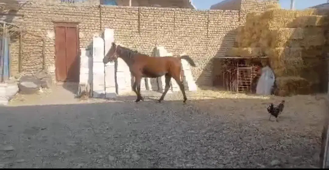 اسب مادیون کرد بیست دوماهه|اسب و تجهیزات اسبسواری|پیشوا, |دیوار