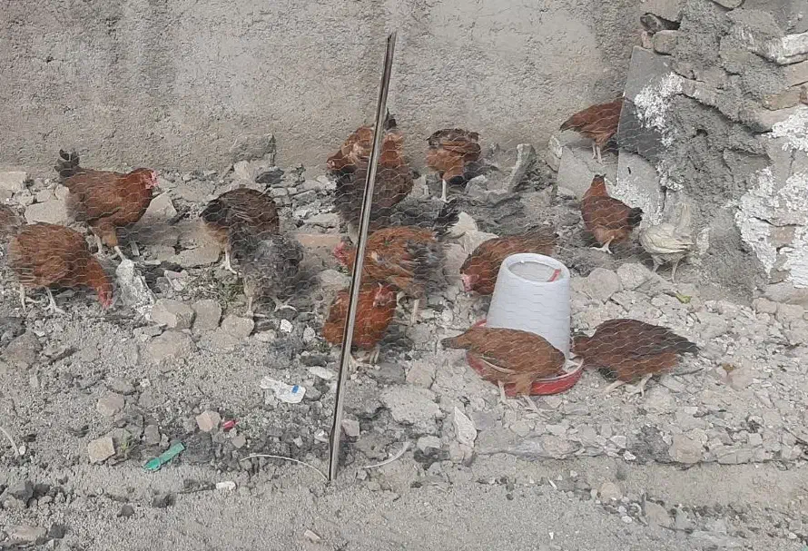 مرغ رسمی تخم گذار|حیوانات مزرعه|قرچک, شهرک صنعتی کارا|دیوار