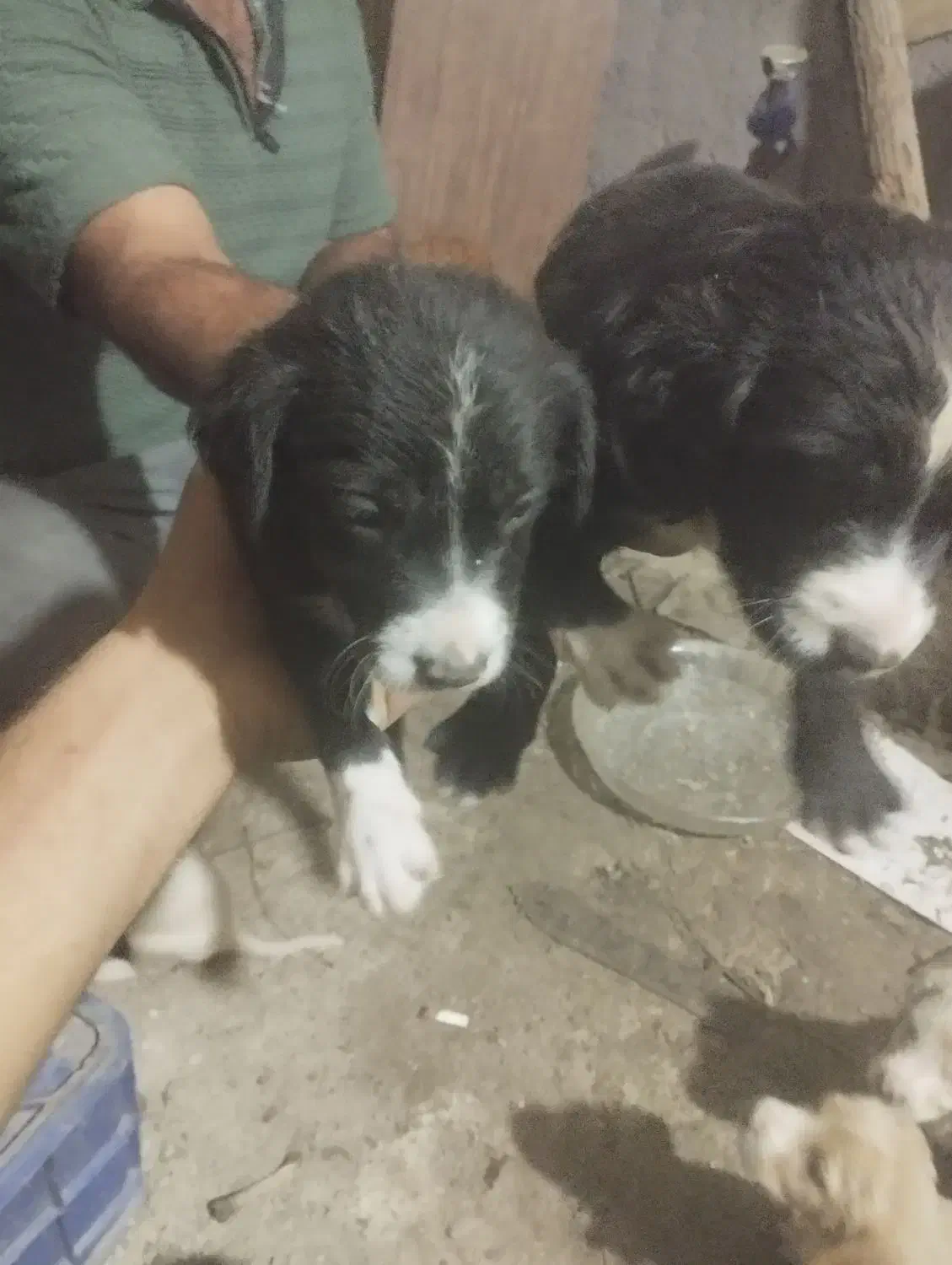 طوله سگ|سگ|رشت, حمیدیان|دیوار