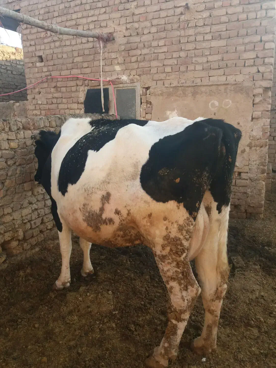 گاوه شیری|حیوانات مزرعه|قم, بلوار امین و ساحلی|دیوار