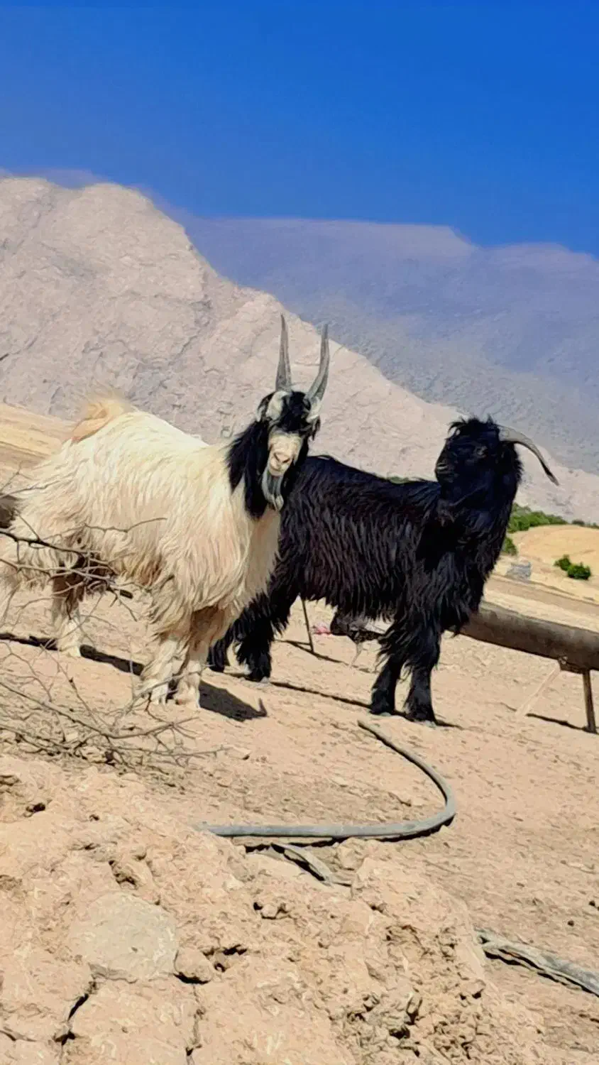 سه عدد کهره دوبوری|حیوانات مزرعه|دوگنبدان, |دیوار