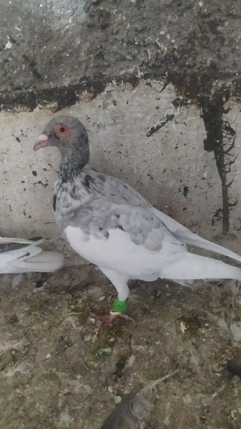 کفتر پرشی|پرنده|الوند, |دیوار