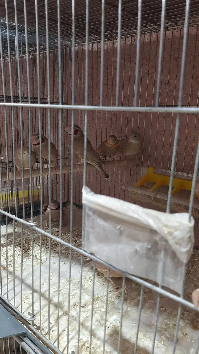 فروش انواع فنج دیوار صورتی|پرنده|ماهدشت, |دیوار