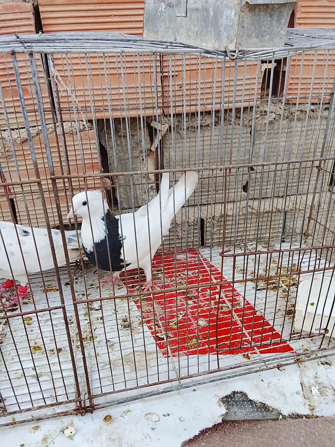 طوقی|پرنده|آشخانه, |دیوار