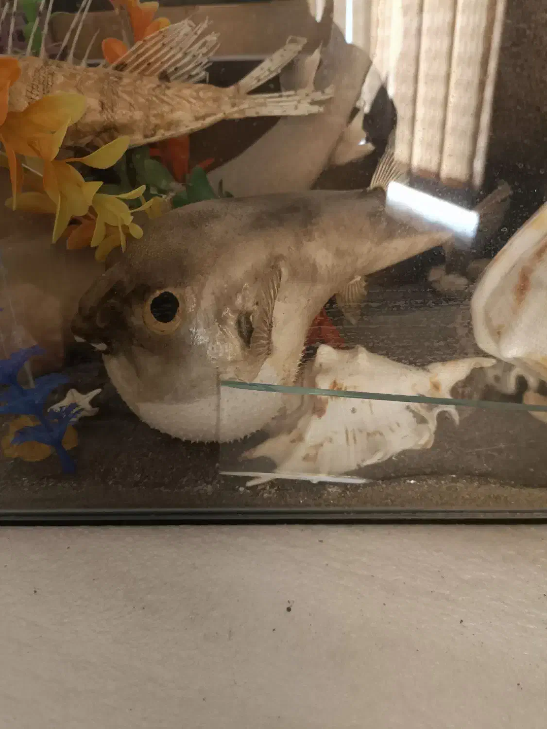 آکواریوم ماهی|ماهی|شیراز, شهرک برف فروشان|دیوار