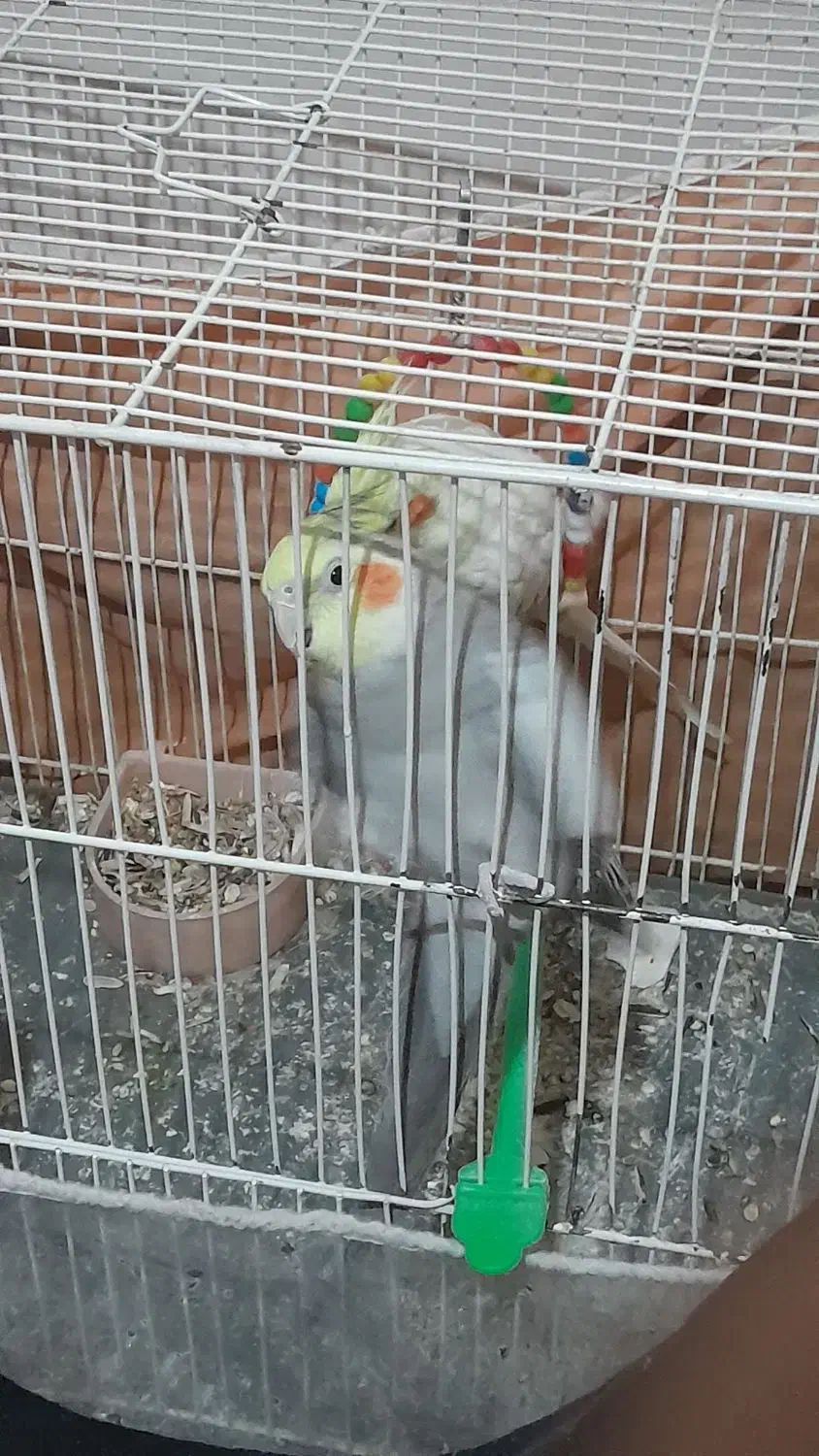 جفت عروس|پرنده|تربت جام, میان جام|دیوار