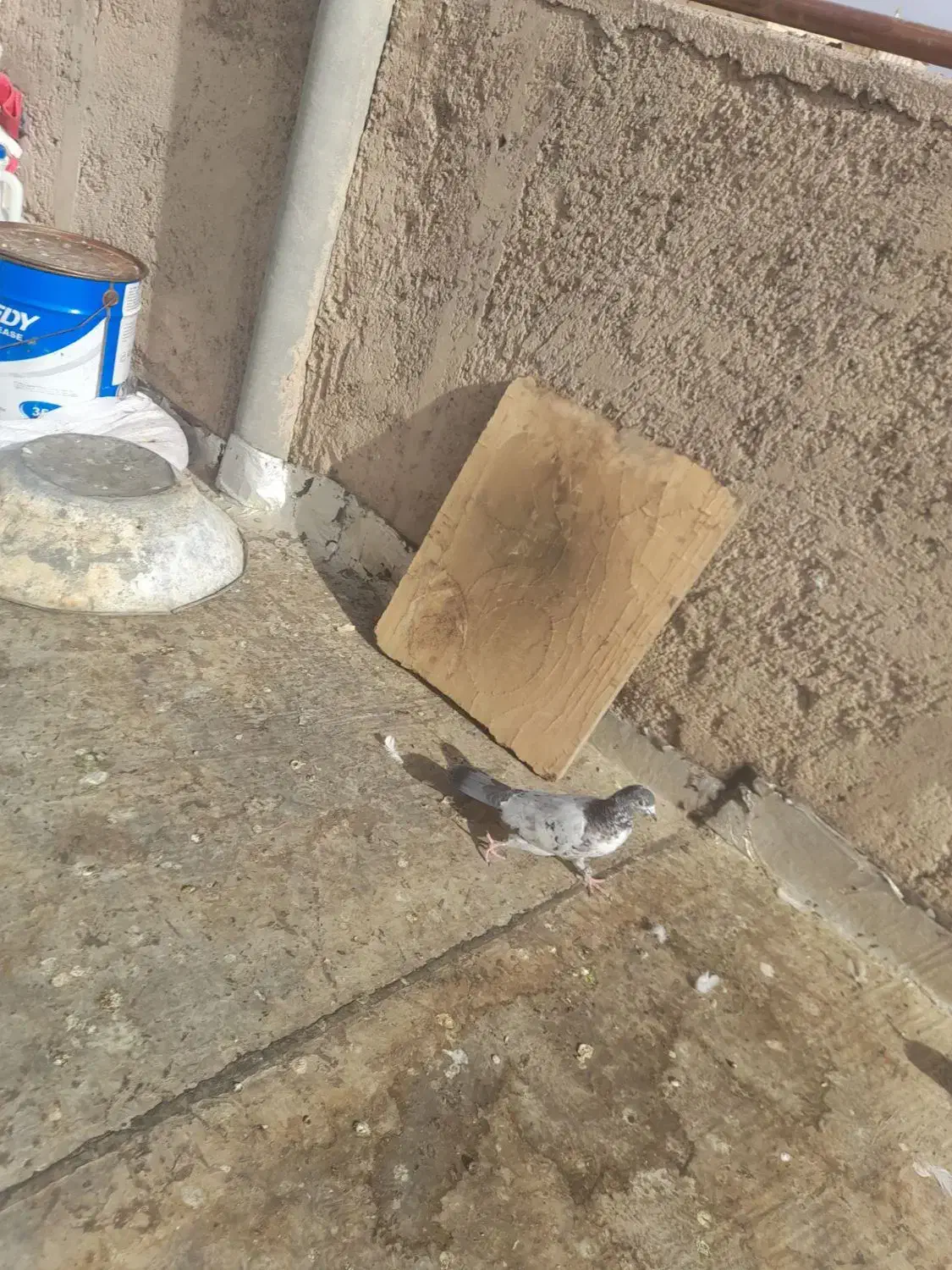 کبوتر|پرنده|شاهرود, |دیوار