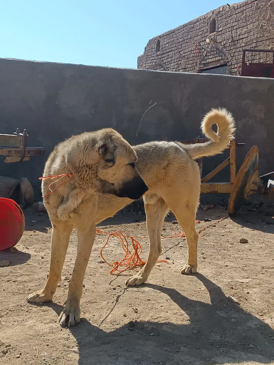 سگ پژدر|سگ|شراء, |دیوار