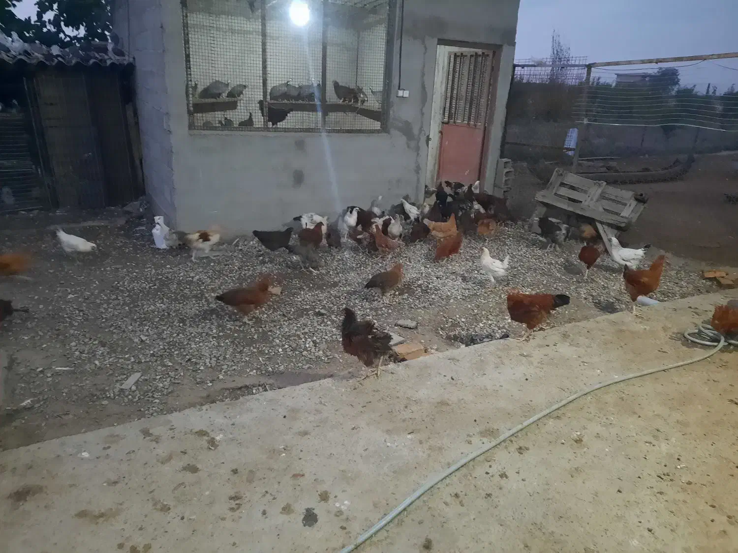 فروش مرغ و خروس محلی اصیل نیمچه اصل اصل|حیوانات مزرعه|گرگان, |دیوار