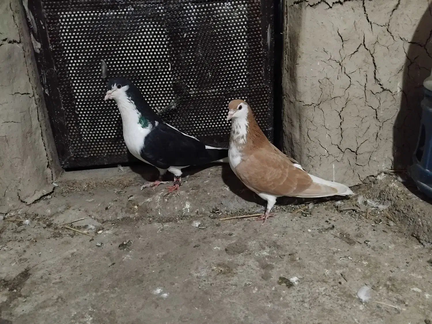 کبوتر ساده|پرنده|گنبد کاووس, |دیوار