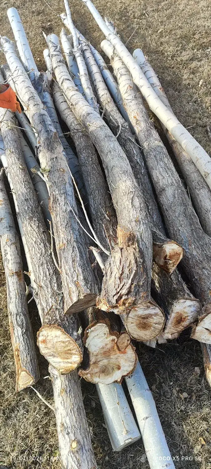 چوب آماده|خدمات باغبانی و درختکاری|زاغه, |دیوار