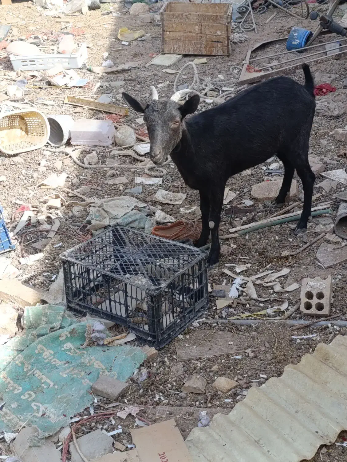 بز نژاد دار|حیوانات مزرعه|رفسنجان, |دیوار