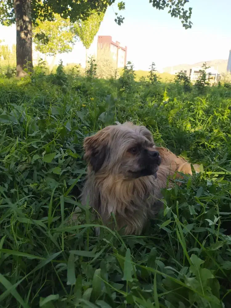 سگ شیتزو|سگ|مشگین شهر, |دیوار