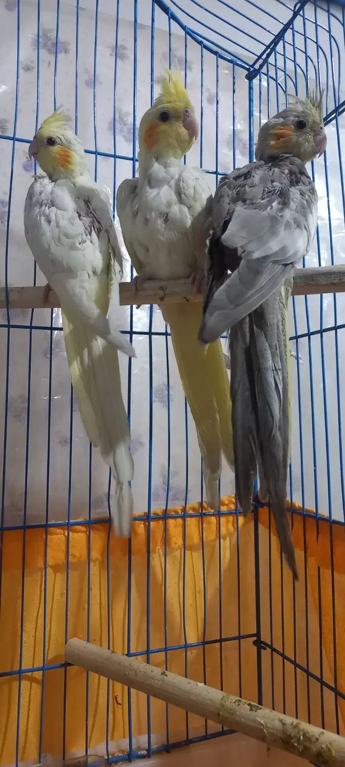 جوجه عروس هلندی|پرنده|اسلام‌شهر, شهرک محمدیه|دیوار