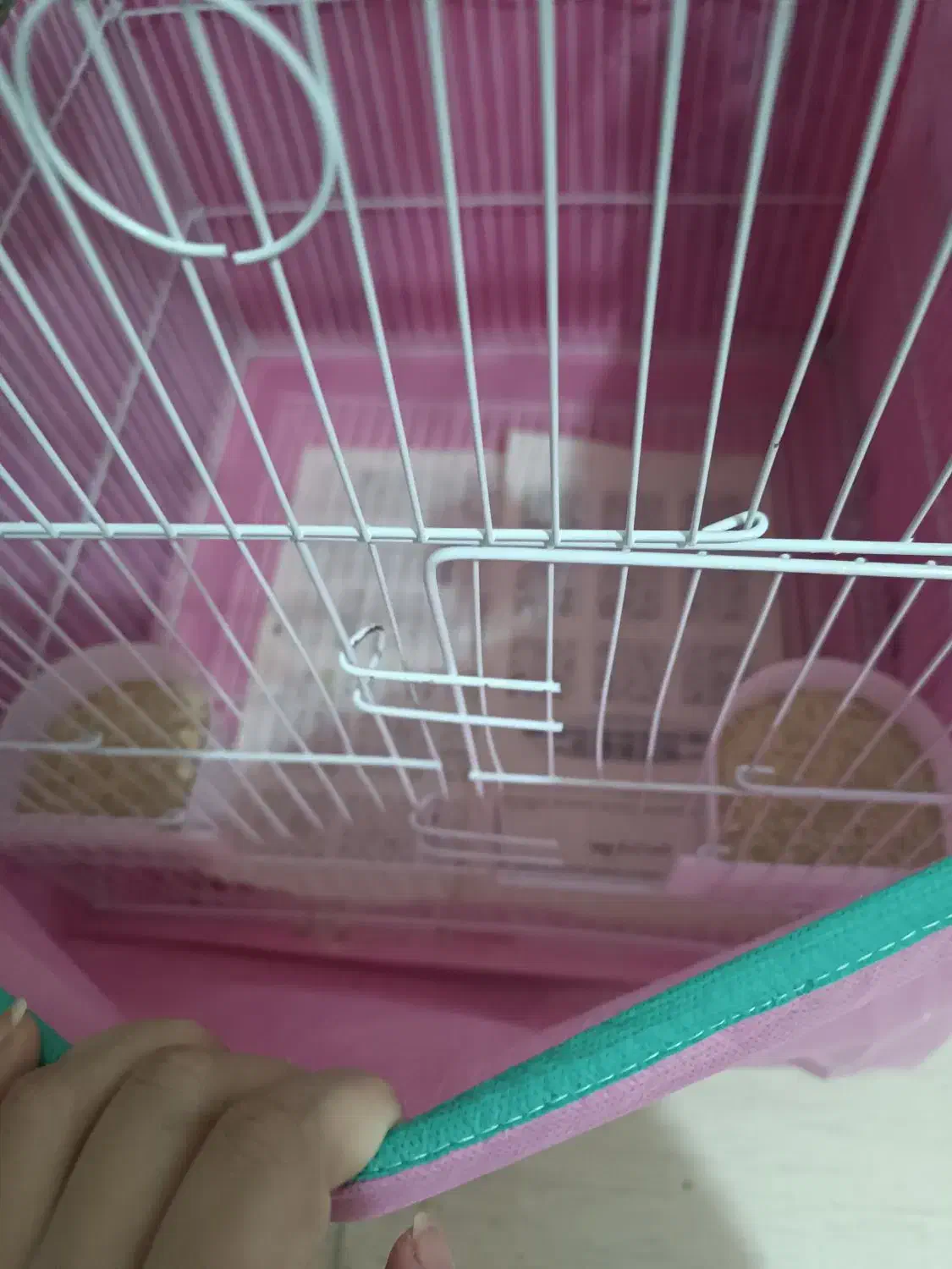 ۴ عدد مرغ عشق رایگان|پرنده|رشت, کوی مهر|دیوار