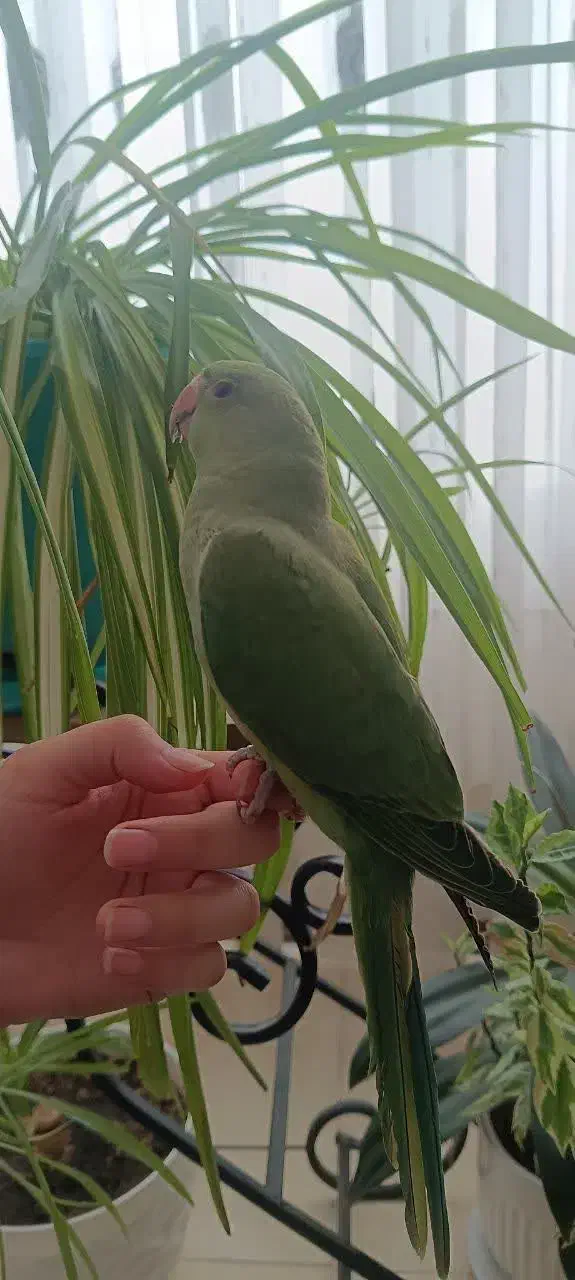 طوطی ملنگو|پرنده|مشهد, ویلاشهر|دیوار