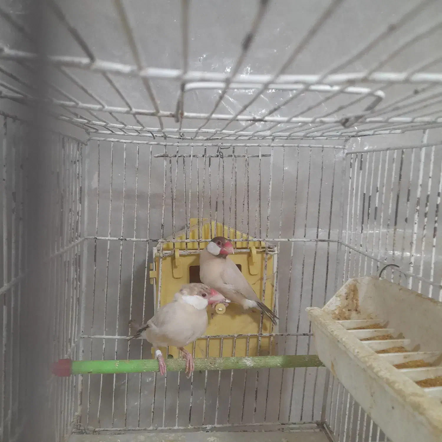 فنج|پرنده|دامغان, |دیوار