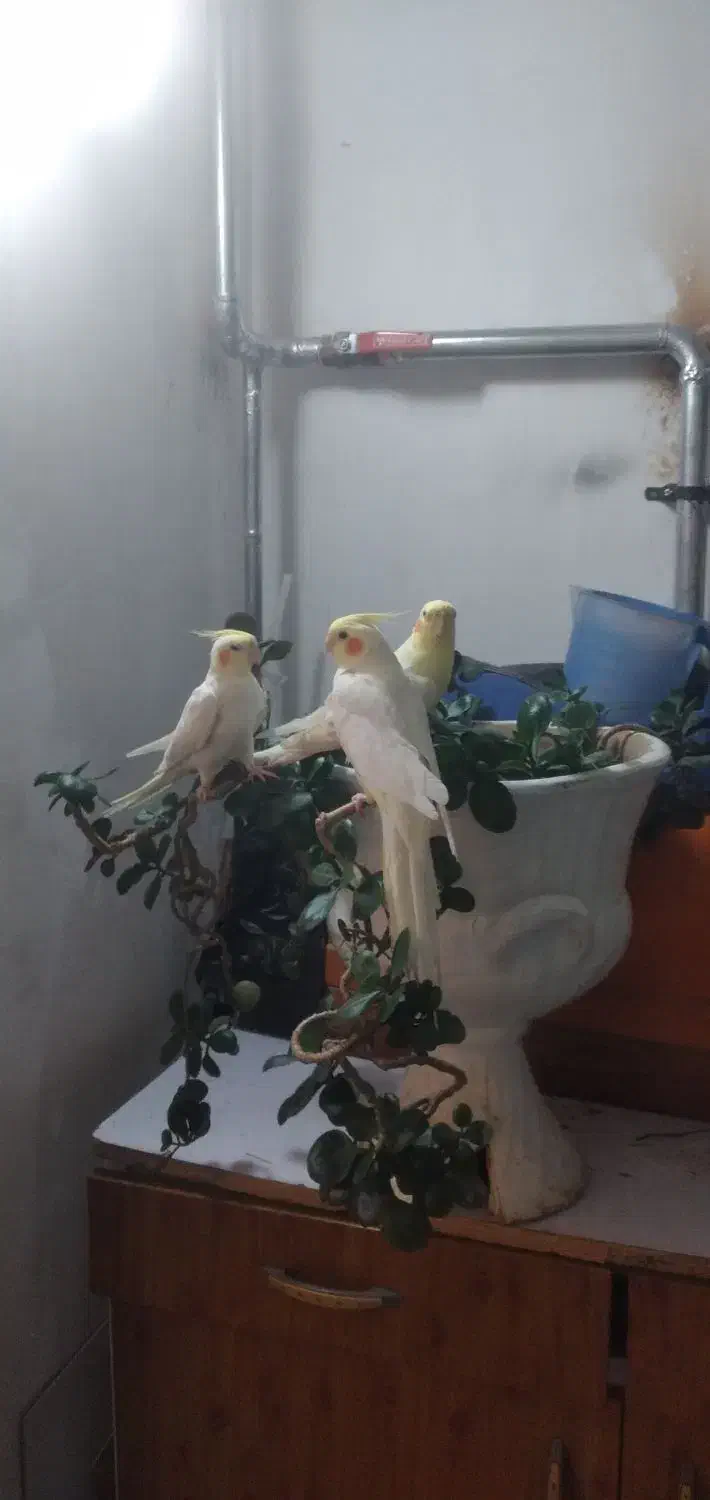 عروس هلندی|پرنده|اردبیل, |دیوار