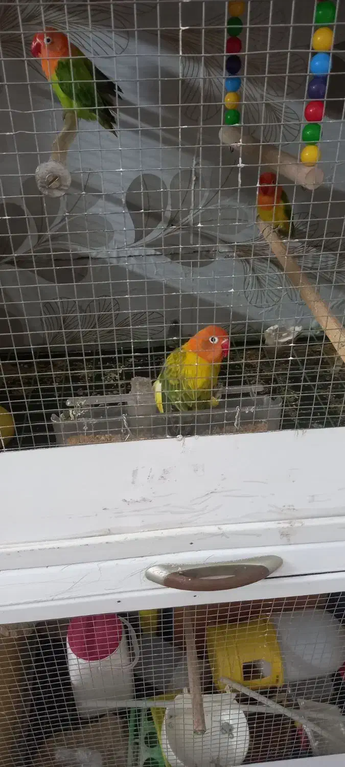 طوطی برزیلی|پرنده|سمنان, |دیوار