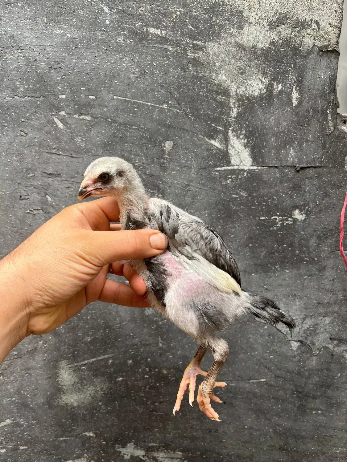 لاری طوسی پر مرغی اصل|حیوانات مزرعه|رشت, فرزانه|دیوار