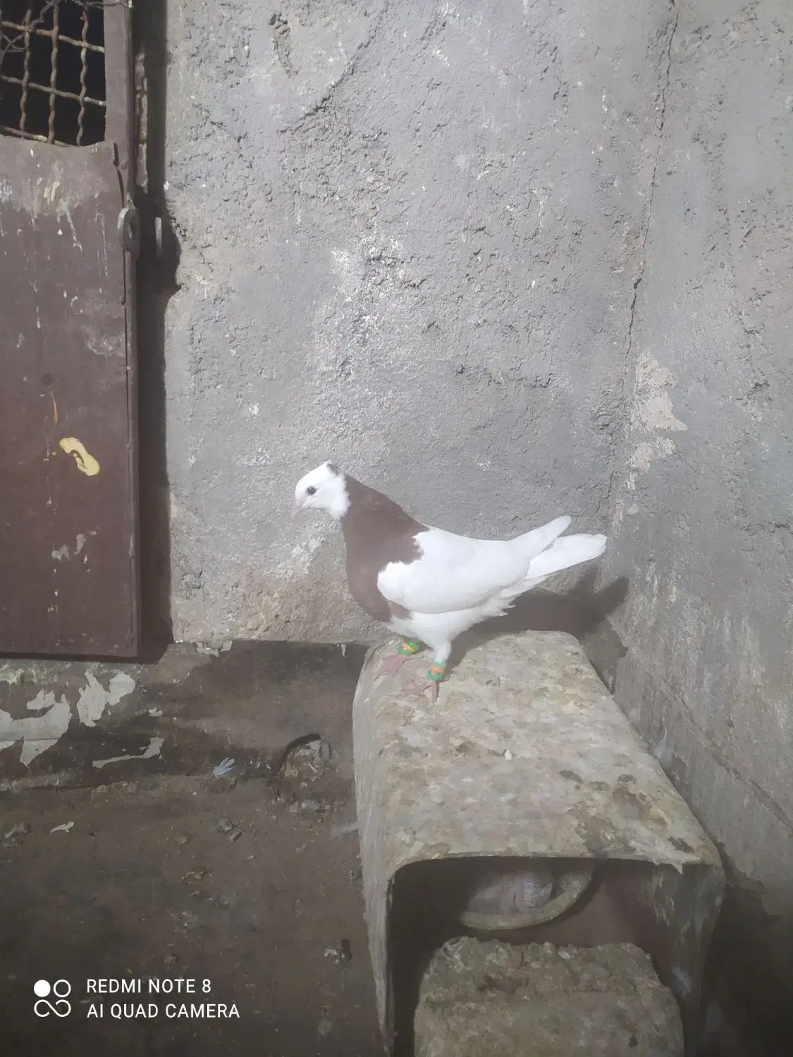 جوجه طوق سرخ نر|پرنده|کاشمر, |دیوار