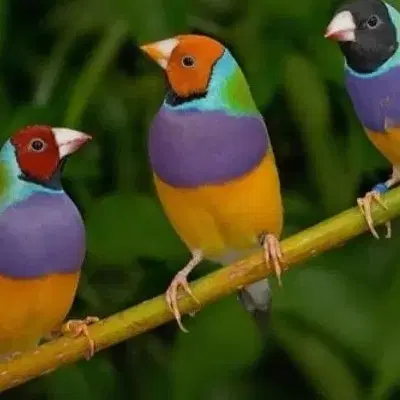 گلدین|پرنده|مریوان, |دیوار