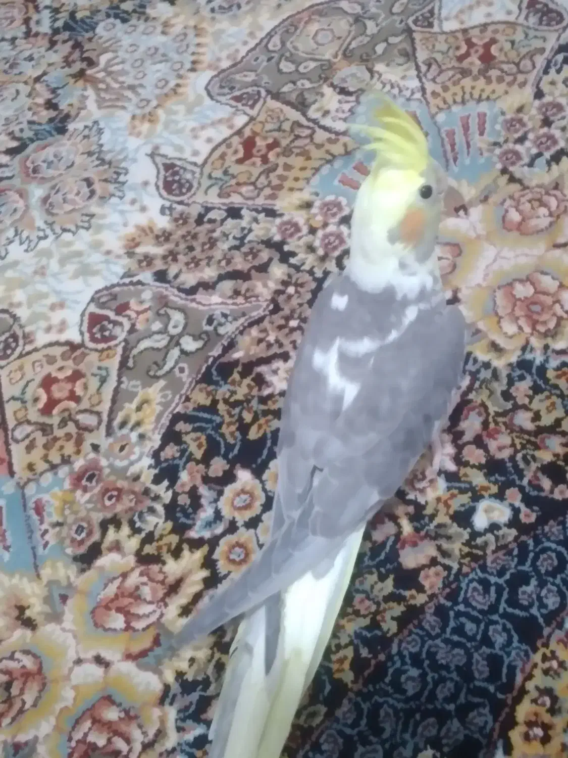 پرنده|پرنده|شاهدشهر, |دیوار