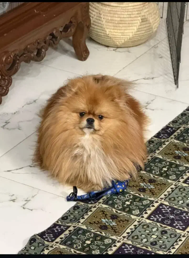 پامر خرسی جنسیت نر عقیم نشده|سگ|پردیس, فاز ۵|دیوار