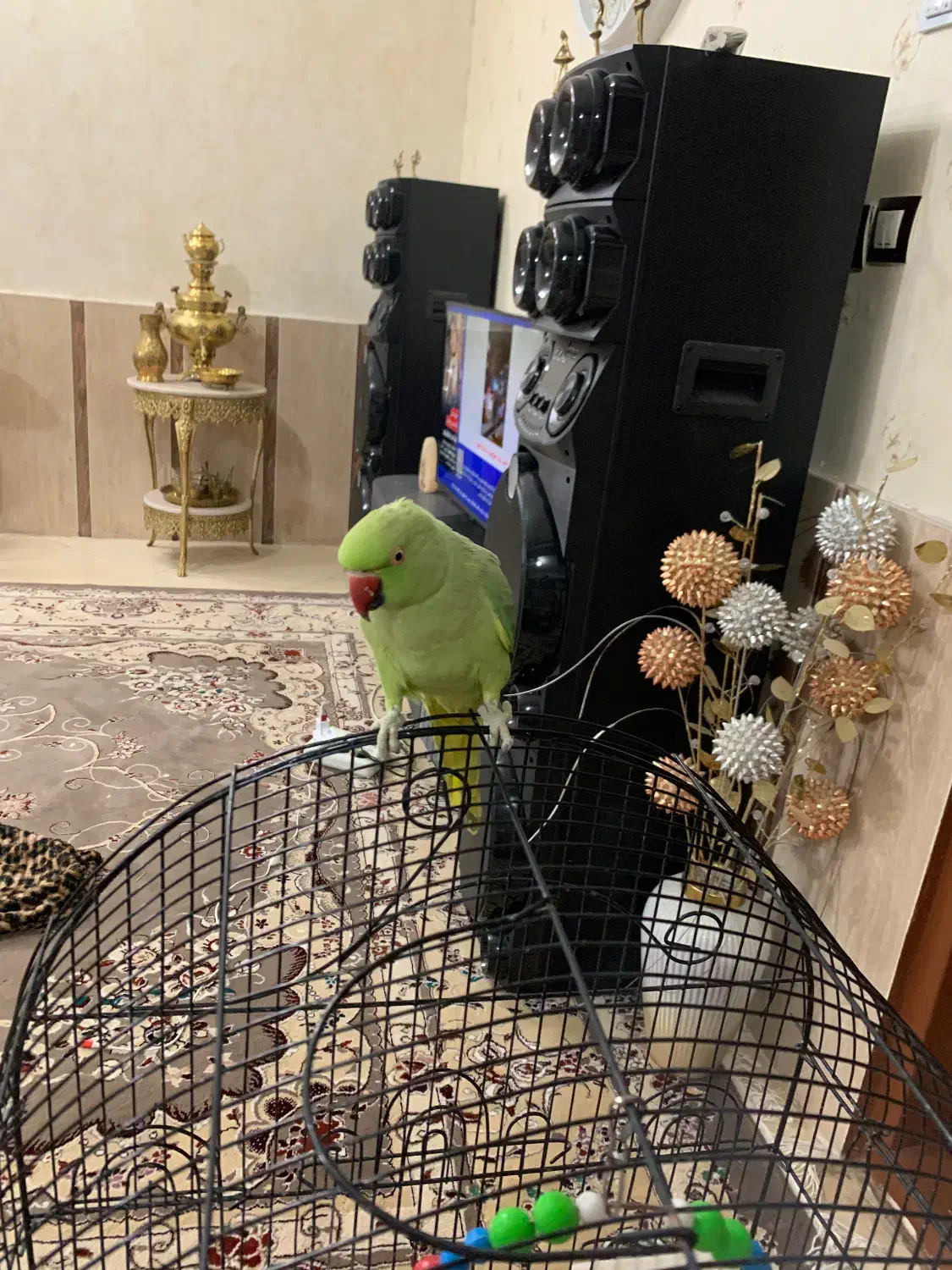 طوطی ملنگو ماده|پرنده|تربت‌حیدریه, کلاته توکلی|دیوار