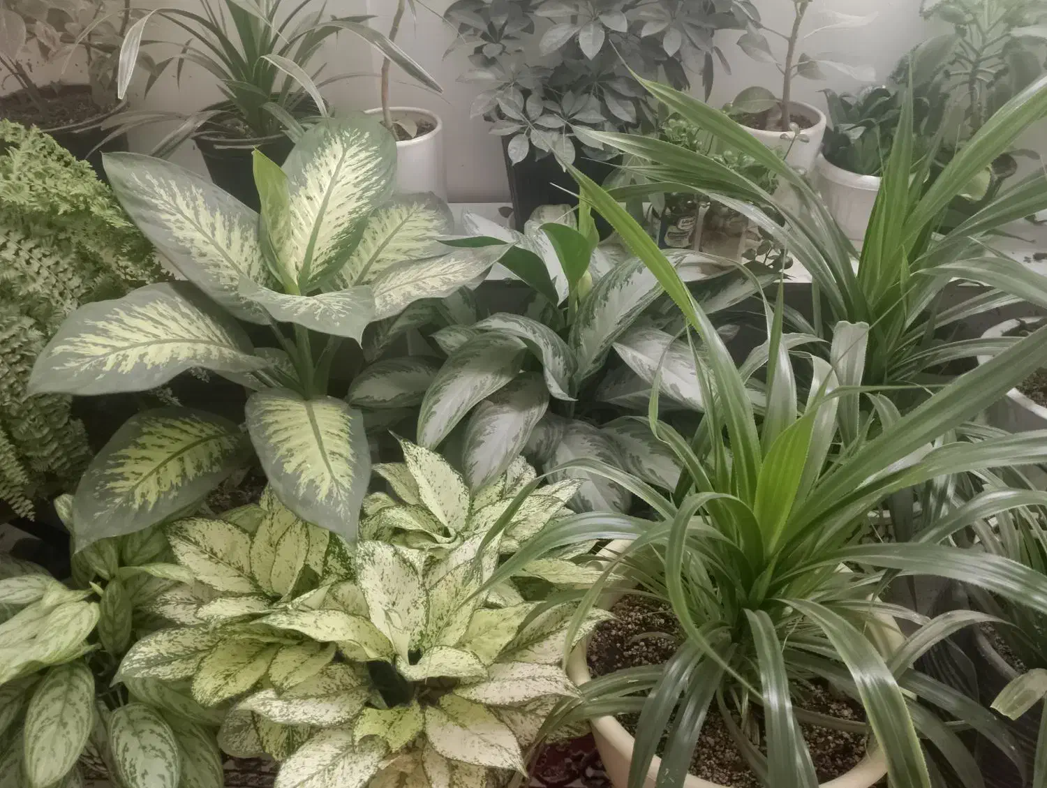 گل های فروشی|گل و گیاه طبیعی|چناران, |دیوار