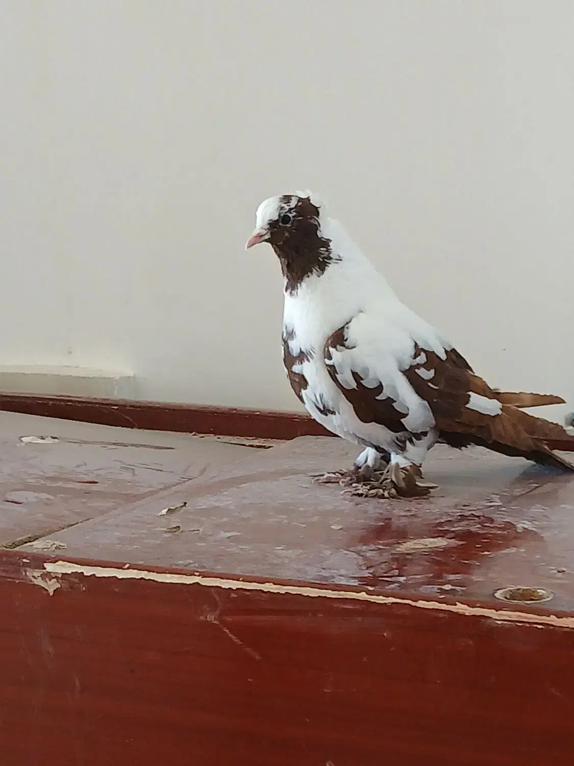 ککلی|پرنده|اردبیل, |دیوار