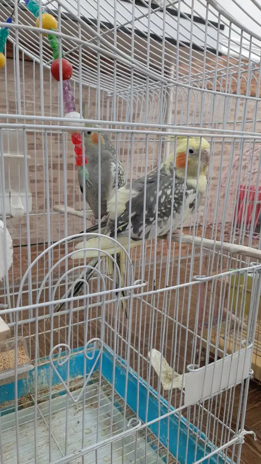 عروس هلندی|پرنده|شوشتر, |دیوار