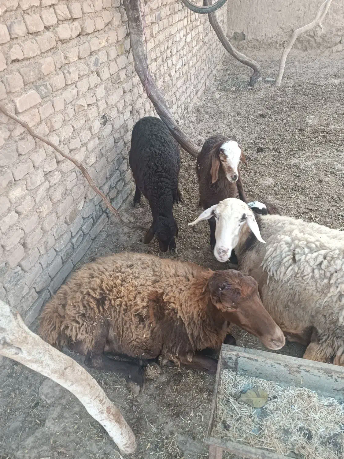 گوسفند|حیوانات مزرعه|هلالی, |دیوار